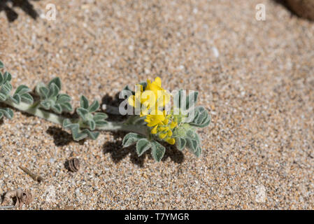 Blumen von Meer Medick (Medicago Marina) Stockfoto