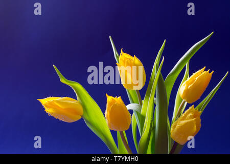 Strauß gelber Tulpen auf dunkelblauem Hintergrund isoliert-text Raum, Grußkarte Stockfoto