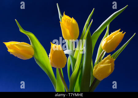 Blumenstrauß aus fünf gelbe Tulpen auf dunkelblauem Hintergrund isoliert - Grußkarte Stockfoto