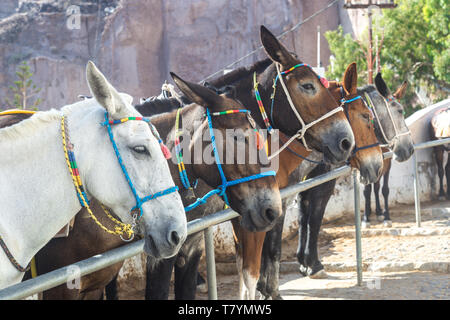 Maultiere für das Reiten von Thira Hafen Santorini auf Santorini. Stockfoto