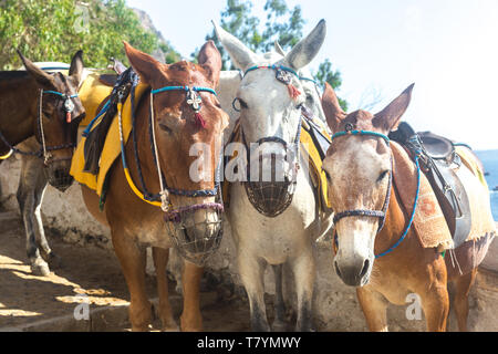 Maultiere für das Reiten von Thira Hafen Santorini auf Santorini. Stockfoto