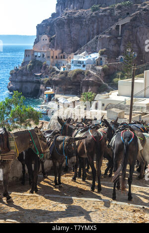 Maultiere für das Reiten von Thira Hafen Santorini auf Santorini. Stockfoto