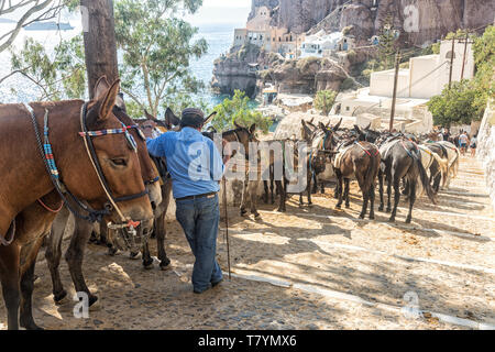 Maultiere für das Reiten von Thira Hafen Santorini auf Santorini. Stockfoto