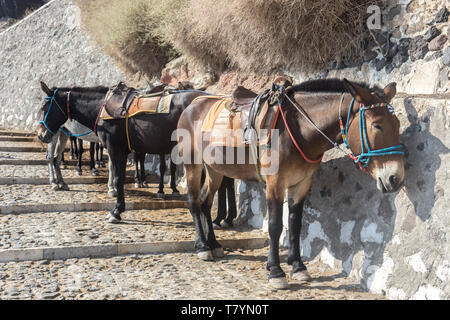 Maultiere für das Reiten von Thira Hafen Santorini auf Santorini. Stockfoto