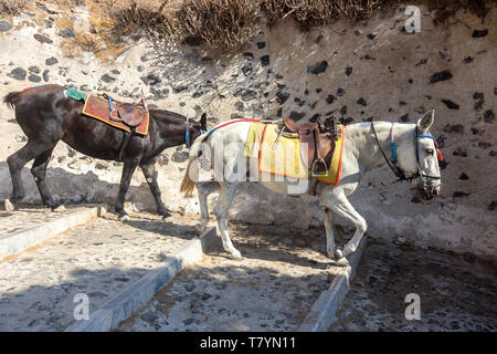 Maultiere für das Reiten von Thira Hafen Santorini auf Santorini. Stockfoto