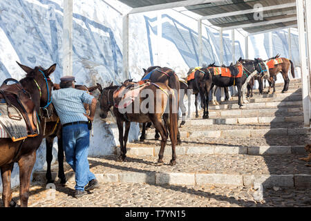 Maultiere für das Reiten von Thira Hafen Santorini auf Santorini. Stockfoto