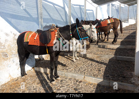 Maultiere für das Reiten von Thira Hafen Santorini auf Santorini. Stockfoto