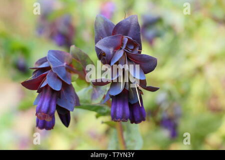 Cerinthe major Var. 'Purpurascens'. Allium purple Glocken von Biene freundlich honeywort in der Mitte der Feder Stockfoto