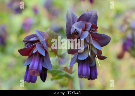 Cerinthe major Var. 'Purpurascens'. Allium purple Glocken von Biene freundlich honeywort in der Mitte der Feder Stockfoto