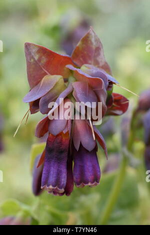 Cerinthe major Var. 'Purpurascens'. Allium purple Glocken von Biene freundlich honeywort in der Mitte der Feder Stockfoto