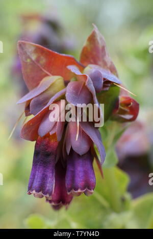 Cerinthe major Var. 'Purpurascens'. Allium purple Glocken von Biene freundlich honeywort in der Mitte der Feder Stockfoto