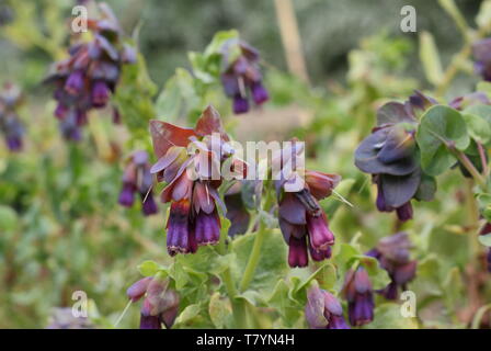 Cerinthe major Var. 'Purpurascens'. Allium purple Glocken von Biene freundlich honeywort in der Mitte der Feder Stockfoto