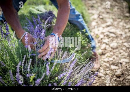Frankreich, Drome Drome provencale, Ferrassieres, Demonstration der manuellen Schneiden von Lavendel mit Sichel als Teil der Lavendel Festival in Ferrassieres Stockfoto