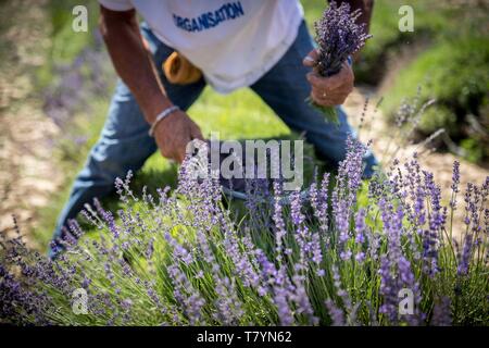 Frankreich, Drome Drome provencale, Ferrassieres, Demonstration der manuellen Schneiden von Lavendel mit Sichel als Teil der Lavendel Festival in Ferrassieres Stockfoto