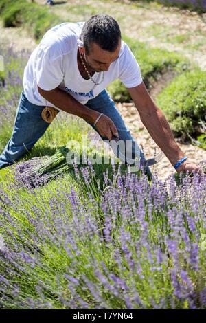 Frankreich, Drome Drome provencale, Ferrassieres, Demonstration der manuellen Schneiden von Lavendel mit Sichel als Teil der Lavendel Festival in Ferrassieres Stockfoto