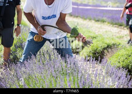 Frankreich, Drome Drome provencale, Ferrassieres, Demonstration der manuellen Schneiden von Lavendel mit Sichel als Teil der Lavendel Festival in Ferrassieres Stockfoto