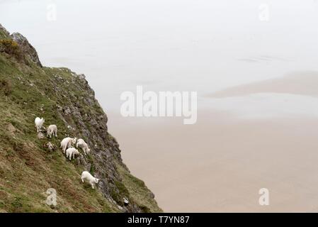 Vereinigtes Königreich, Wales, West Glamorgan, Gower Halbinsel, Rhossili Bay, Lämmer Stockfoto