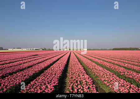 Landschaft von rosa Tulpen in einer Reihe an einem sonnigen Frühlingstag in den Niederlanden Stockfoto