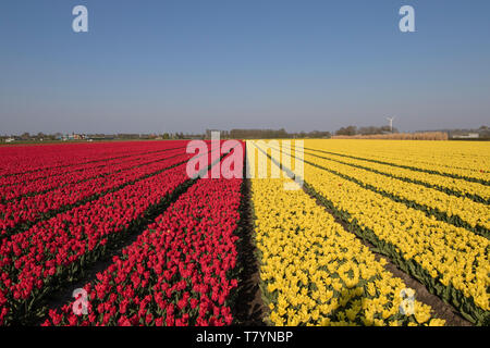 Landschaft mit gelben und roten Tulpen in einer Reihe an einem sonnigen Frühlingstag in den Niederlanden Stockfoto