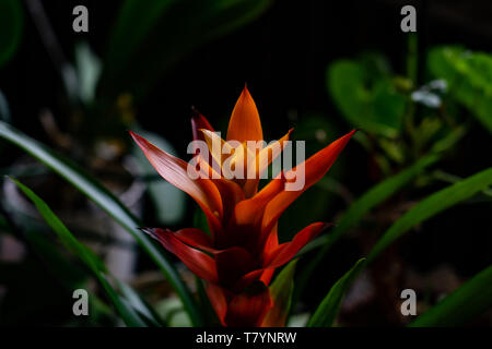 Künstlerische tropical orange rot guzmania Blume auf dunklem Hintergrund mit Licht Stockfoto