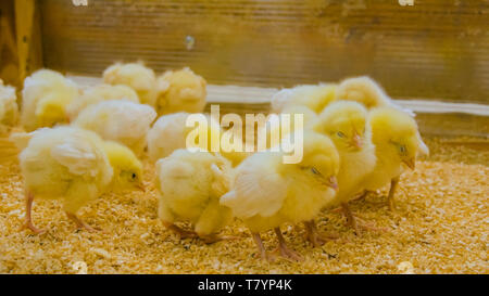 Gruppe von Baby Hühner auf dem Bauernhof Stockfoto