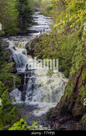 Die reekie Linn Wasserfall auf dem Fluss Isla, Perthshire, Schottland, in vollständige Überflutung durch den Baum - steile Schlucht gesäumt. Stockfoto