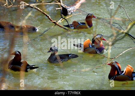 Frankreich, Val de Marne, der Marne Riverside, Bry sur Marne, Mandarin Enten (Aix galericulata) und nutrias auch als die Nutria (Myocastor nutria) im Hintergrund bekannt Stockfoto