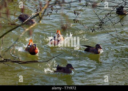 Frankreich, Val de Marne, der Marne Riverside, Bry sur Marne, Mandarin Enten (Aix galericulata) und nutrias auch als die Nutria (Myocastor nutria) im Hintergrund bekannt Stockfoto