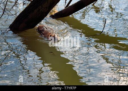 Frankreich, Val de Marne, der Marne Riverside, Bry sur Marne, nutrias auch als die Nutria (Myocastor nutria) bekannt Stockfoto