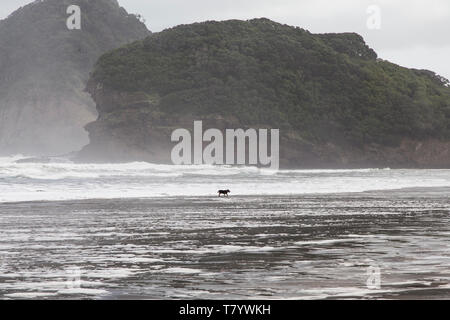 Bethells Beach oder Te Henga in Waitakere, West Auckland an einem Wintertag mit blauem Himmel und weißen Wolken. Ebbe und relativ ruhigen Meer. Hund im Surfen. Stockfoto