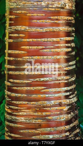 Tibetische Kirsche (Prunus Serrula) Rinde detail Stockfoto