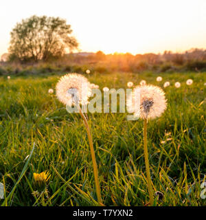Löwenzahn und Sonnenlicht in einem Feld bei Sonnenuntergang, Nottinghamshire, England, Großbritannien Stockfoto