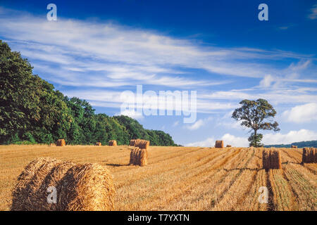 Die Zeit der Ernte UK, Heu Ballen Rollen in einem cut Weizenfeld, helle Sonne Stockfoto