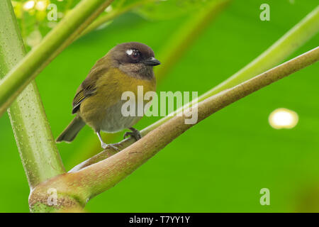 Chlorospingus flavopectus - Gemeinsame Bush-Tanager, gemeinsame chlorospingus, Bewohner Züchter im Hochland von Mexiko südwärts nach Bolivien und Nort Stockfoto