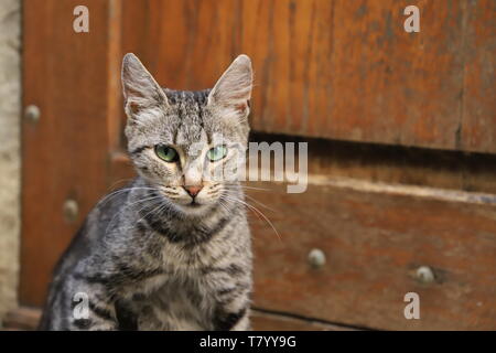 Katzen Welt. Stockfoto