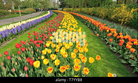 Im Tulpenfeld in Keukenhof April 2019 fotografiert, die Tulpen blühen, beginnen Sie einfach dicht Tulpen in einer gekrümmten Feld gepflanzt Blume Gassen zu bilden Stockfoto