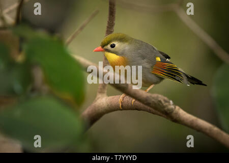 Red-billed Leiothrix - Leiothrix lutea im Wald von China, Barma, Indien, Bhutan, Nepal, Tibet. Stockfoto