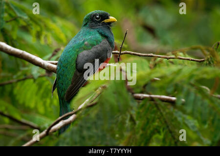 - Collared Trogon Trogon collaris in der Nähe von aus der trogon Familie, Trogonidae, wärmeren Teile der Neotropis, Kolumbien, Venezuela Stockfoto