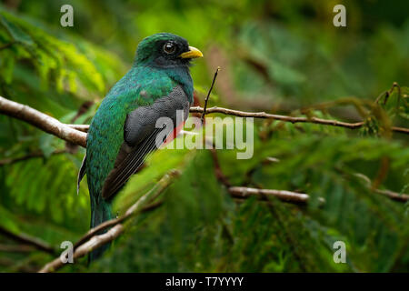 - Collared Trogon Trogon collaris in der Nähe von aus der trogon Familie, Trogonidae, wärmeren Teile der Neotropis, Kolumbien, Venezuela Stockfoto