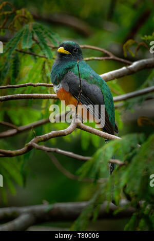 Orange-bellied Trogon Trogon aurantiiventris - in der Nähe von aus der trogon Familie, Trogonidae, wärmeren Teile der Neotropis, Kolumbien, norther Stockfoto