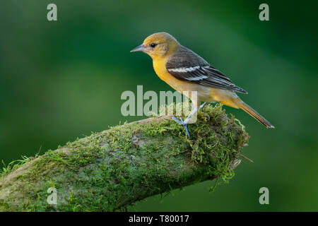 Baltimore Oriole - Icterus galbula ist ein kleines icterid blackbird Gemeinsame im östlichen Nordamerika als wandernde Zucht Vogel. Orange, Gelb und Schwarz Stockfoto