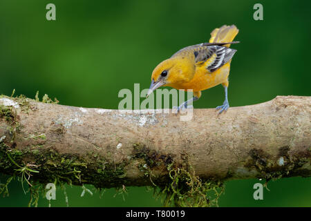 Baltimore Oriole - Icterus galbula ist ein kleines icterid blackbird Gemeinsame im östlichen Nordamerika als wandernde Zucht Vogel. Orange, Gelb und Schwarz Stockfoto