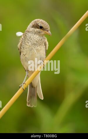 Neuntöter - Lanius collurio junger Vogel sitzt auf dem Zweig mit grünem Hintergrund. Europa. Stockfoto