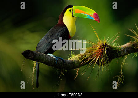 Kiel-billed Toucan-Ramphastos sulfuratus auch bekannt als Schwefel-breasted Toucan oder Rainbow - Toucan, Lateinamerikanische Mitglied der toucan Familie berechnet, Stockfoto