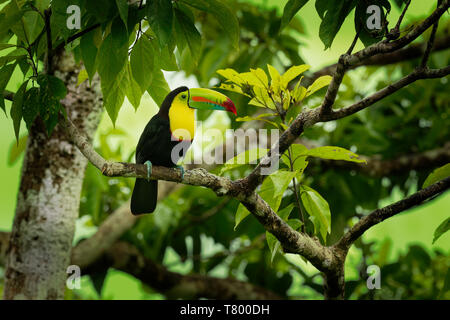 Kiel-billed Toucan-Ramphastos sulfuratus auch bekannt als Schwefel-breasted Toucan oder Rainbow - Toucan, Lateinamerikanische Mitglied der toucan Familie berechnet, Stockfoto