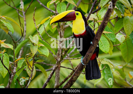 Yellow-throated (Schwarz-mandibled) Toucan-Ramphastos ambiguus ist ein großer Toucan in der Familie Ramphastidae in zentralen und nördlichen South Ameri gefunden Stockfoto