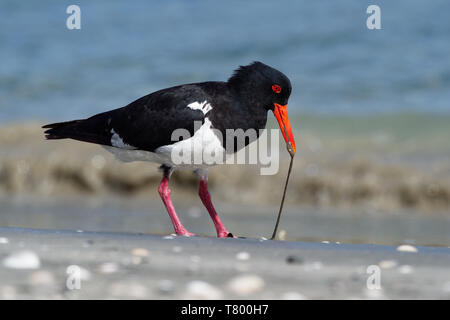 Pied - austernfischer Haematopus longirostris - waten Vogel in Australien und allgemein auf die Küste gefunden. Die ähnlichen South Island pied oyst Stockfoto