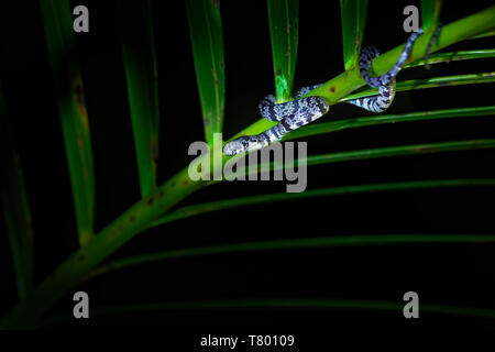 Getrübt Schnecke Esser - Sibon nebulatus als getrübt Schlange bekannt, kleine, schlanke arboreal Schlange in Mexiko gegründet, Mittelamerika, Nord Süd Ame Stockfoto