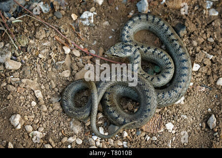 Glatte Schlange - Coronella austriaca nicht giftiger colubrid Arten in Nord- und Mitteleuropa, aber auch im Fernen Osten in den Norden Irans. Stockfoto