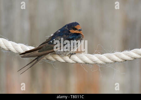 Willkommen Schwalbe - Hirundo neoxena-in Maori warou, Arten in Australien und die nahe gelegenen Inseln, in Neuseeland eingeführt, sehr ähnlich. Stockfoto